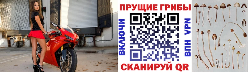 Галлюциногенные грибы Psilocybine cubensis  закладки  Берёзовский 